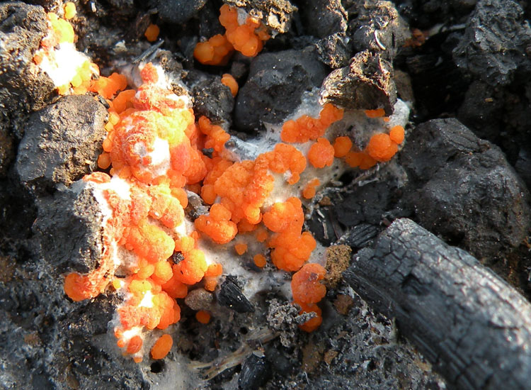 Su bruciato (cfr. Pyronema sp.)